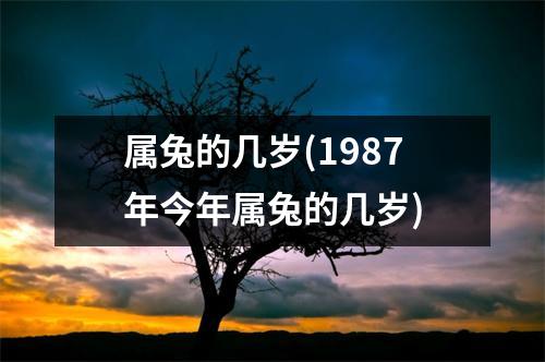 属兔的几岁(1987年今年属兔的几岁)