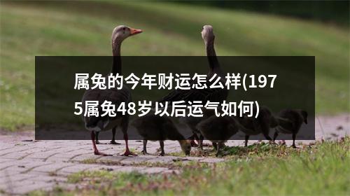 属兔的今年财运怎么样(1975属兔48岁以后运气如何)