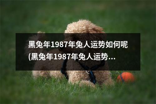 黑兔年1987年兔人运势如何呢(黑兔年1987年兔人运势如何呢买房可以吗)