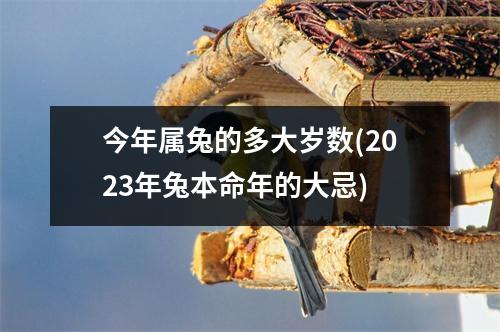 今年属兔的多大岁数(2023年兔本命年的大忌)