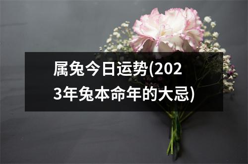 属兔今日运势(2023年兔本命年的大忌)