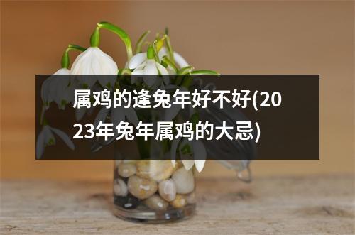 属鸡的逢兔年好不好(2023年兔年属鸡的大忌)