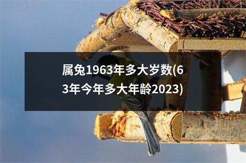 属兔1963年多大岁数(63年今年多大年龄2023)