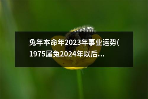 兔年本命年2023年事业运势(1975属兔2024年以后运气)