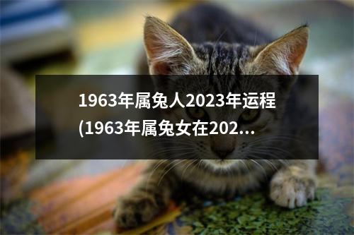 1963年属兔人2023年运程(1963年属兔女在2023年的运势)