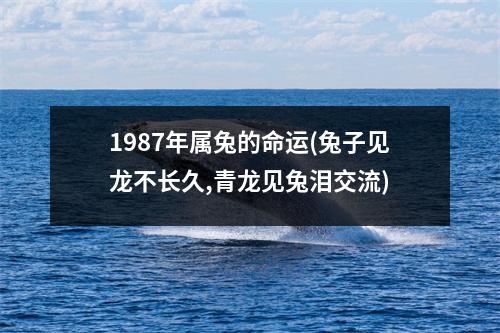 1987年属兔的命运(兔子见龙不长久,青龙见兔泪交流)