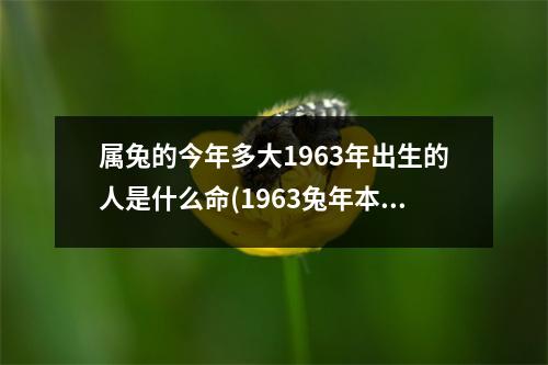 属兔的今年多大1963年出生的人是什么命(1963兔年本命年2023年要注意什么)