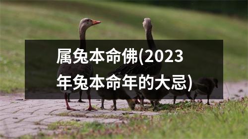 属兔本命佛(2023年兔本命年的大忌)