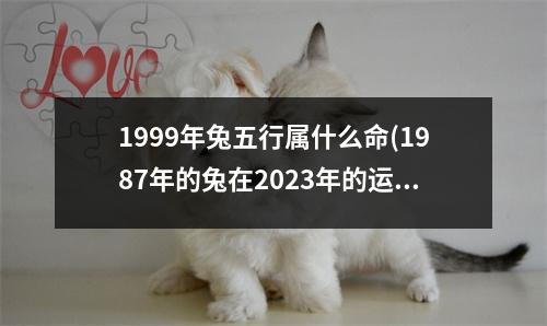 1999年兔五行属什么命(1987年的兔在2023年的运势怎么样)