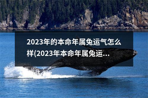 2023年的本命年属兔运气怎么样(2023年本命年属兔运气怎么样属鸡哪年本命年)