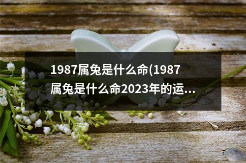 1987属兔是什么命(1987属兔是什么命2023年的运势及运程)