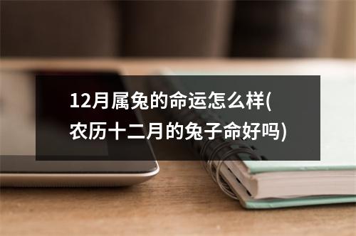 12月属兔的命运怎么样(农历十二月的兔子命好吗)