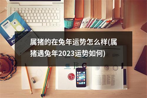 属猪的在兔年运势怎么样(属猪遇兔年2023运势如何)