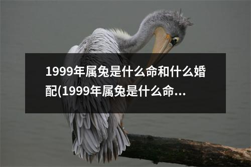 1999年属兔是什么命和什么婚配(1999年属兔是什么命和什么婚配好)