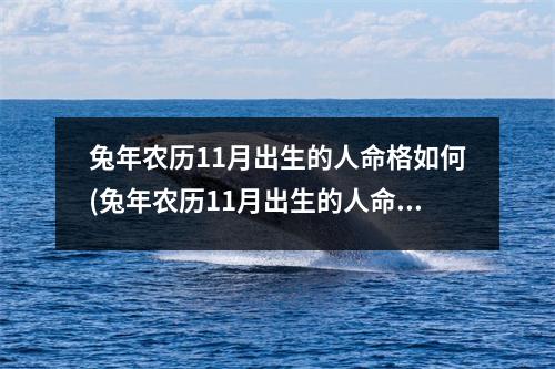 兔年农历11月出生的人命格如何(兔年农历11月出生的人命格如何呢)