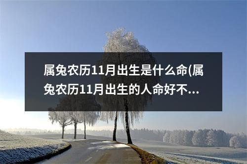 属兔农历11月出生是什么命(属兔农历11月出生的人命好不好)