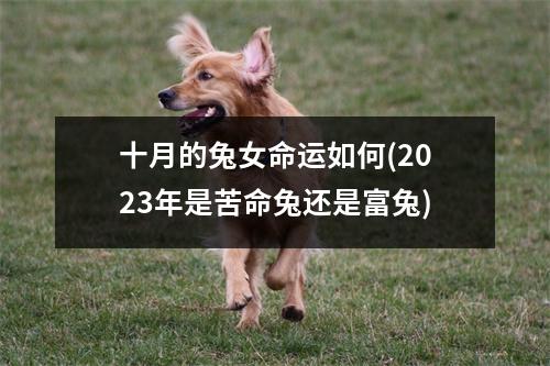 十月的兔女命运如何(2023年是苦命兔还是富兔)