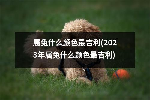 属兔什么颜色吉利(2023年属兔什么颜色吉利)