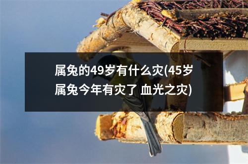 属兔的49岁有什么灾(45岁属兔今年有灾了 血光之灾)