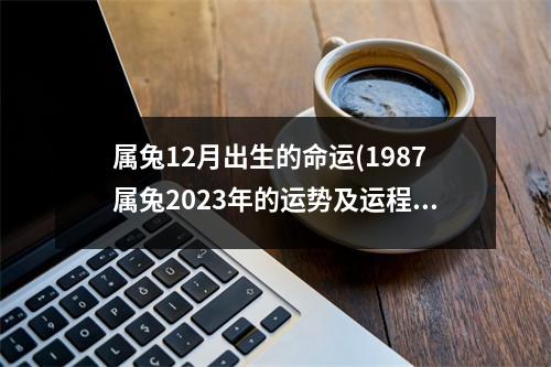 属兔12月出生的命运(1987属兔2023年的运势及运程)