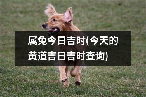 属兔今日吉时(今天的黄道吉日吉时查询)