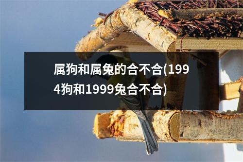 属狗和属兔的合不合(1994狗和1999兔合不合)