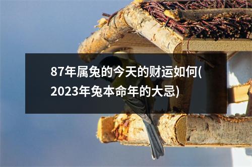 87年属兔的今天的财运如何(2023年兔本命年的大忌)