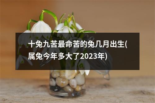 十兔九苦命苦的兔几月出生(属兔今年多大了2023年)