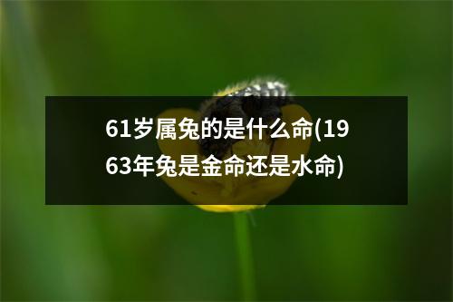 61岁属兔的是什么命(1963年兔是金命还是水命)