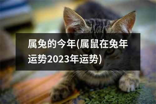 属兔的今年(属鼠在兔年运势2023年运势)