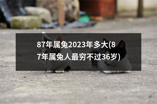 87年属兔2023年多大(87年属兔人穷不过36岁)