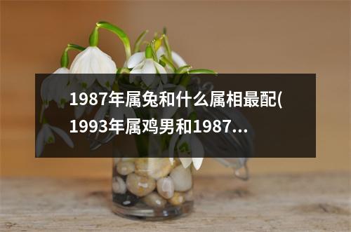 1987年属兔和什么属相配(1993年属鸡男和1987年属兔女)