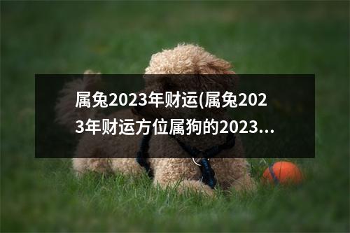 属兔2023年财运(属兔2023年财运方位属狗的2023年财位)