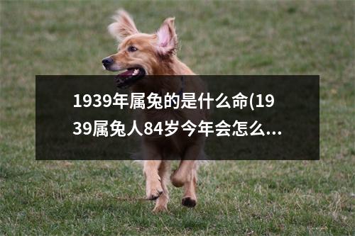 1939年属兔的是什么命(1939属兔人84岁今年会怎么样)