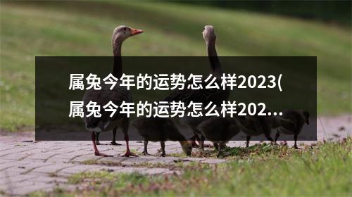 属兔今年的运势怎么样2023(属兔今年的运势怎么样2023穿红色这个衣服)