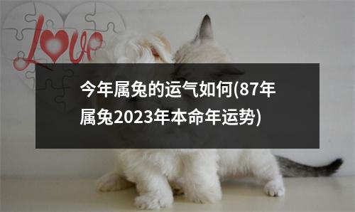 今年属兔的运气如何(87年属兔2023年本命年运势)