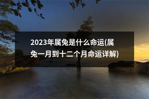 2023年属兔是什么命运(属兔一月到十二个月命运详解)