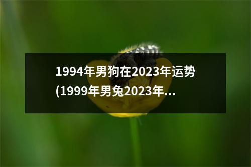 1994年男狗在2023年运势(1999年男兔2023年运势及运程)