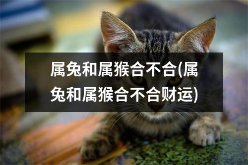 属兔和属猴合不合(属兔和属猴合不合财运)