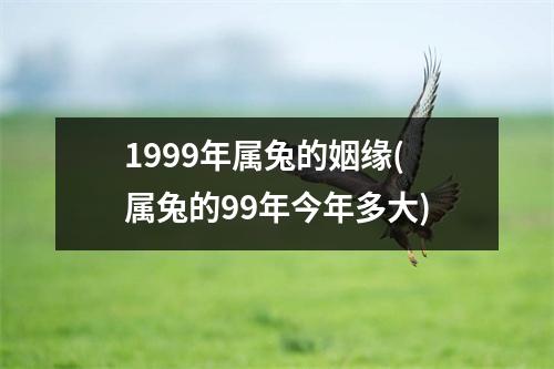 1999年属兔的姻缘(属兔的99年今年多大)