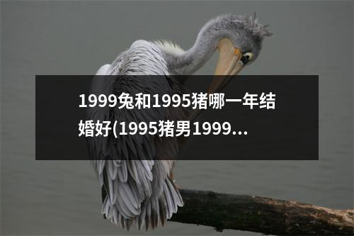 1999兔和1995猪哪一年结婚好(1995猪男1999兔女配吗)