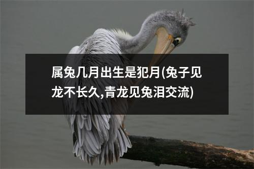 属兔几月出生是犯月(兔子见龙不长久,青龙见兔泪交流)