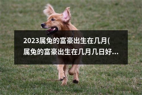 2023属兔的富豪出生在几月(属兔的富豪出生在几月几日好)