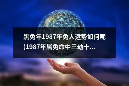 黑兔年1987年兔人运势如何呢(1987年属兔命中三劫十兔九苦)