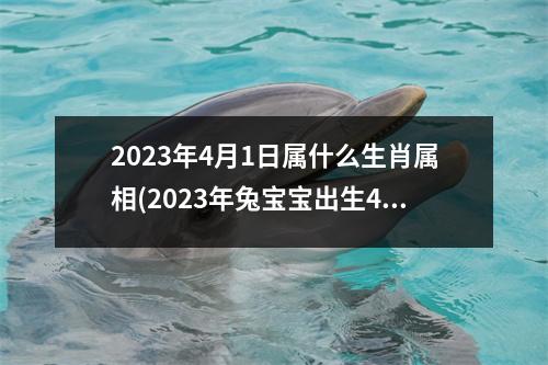 2023年4月1日属什么生肖属相(2023年兔宝宝出生4月1号出生)