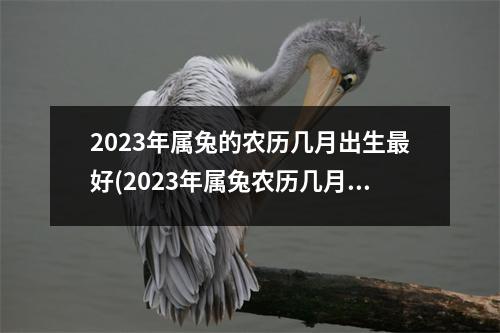 2023年属兔的农历几月出生好(2023年属兔农历几月出生好李姓户什么名子好)