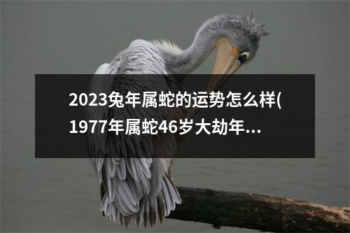 2023兔年属蛇的运势怎么样(1977年属蛇46岁大劫年)