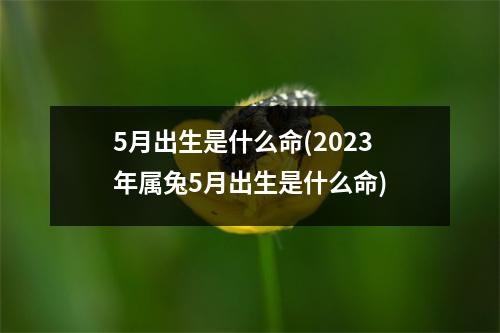 5月出生是什么命(2023年属兔5月出生是什么命)