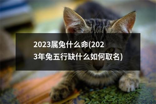 2023属兔什么命(2023年兔五行缺什么如何取名)