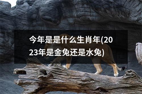 今年是是什么生肖年(2023年是金兔还是水兔)